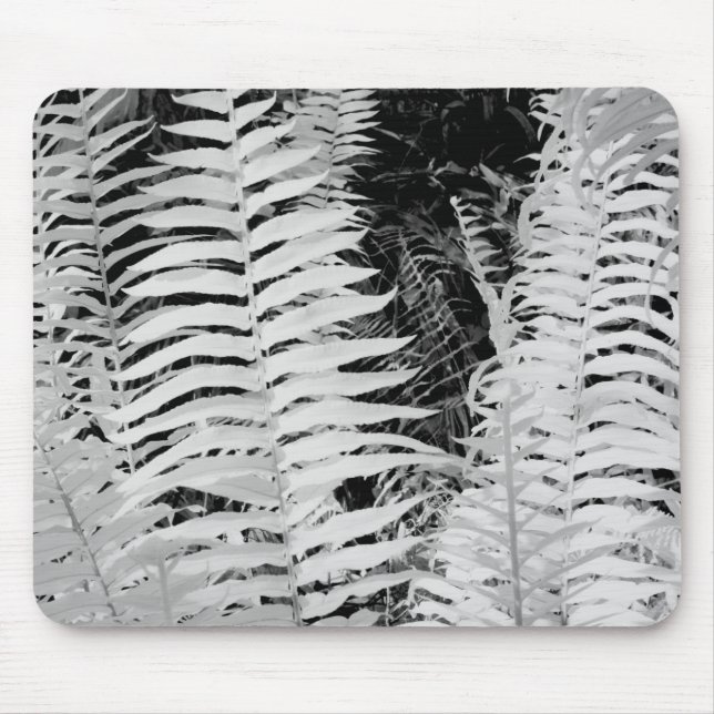 Wild giant leather fern, Florida, USA. Mouse Mat (Front)