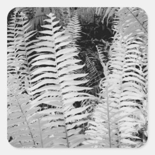 Wild giant leather fern, Florida, USA. Square Sticker
