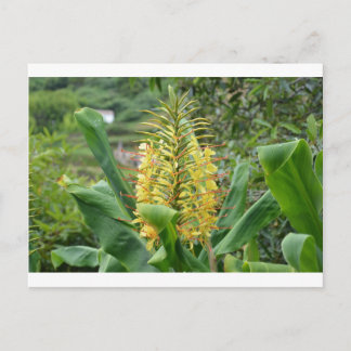 Wild Ginger. Postcard
