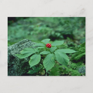 Wild Ginseng (Panax Quinquefolius) flowers Postcard