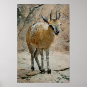 Wild Goats Poster
