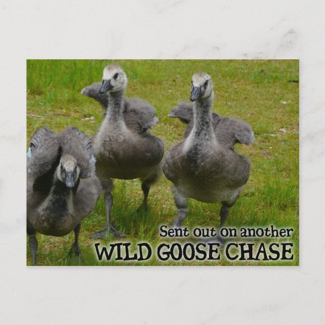 Wild Goose Chase Postcard (Front)