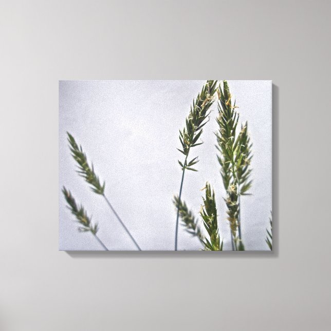 Wild Grass Seeds Canvas Print (Front)