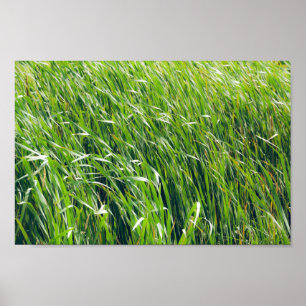 Wild Green Grass Nature Poster