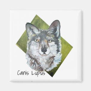 Wild Green Realistic Grey Wolf Canis Lupus Art   Magnet