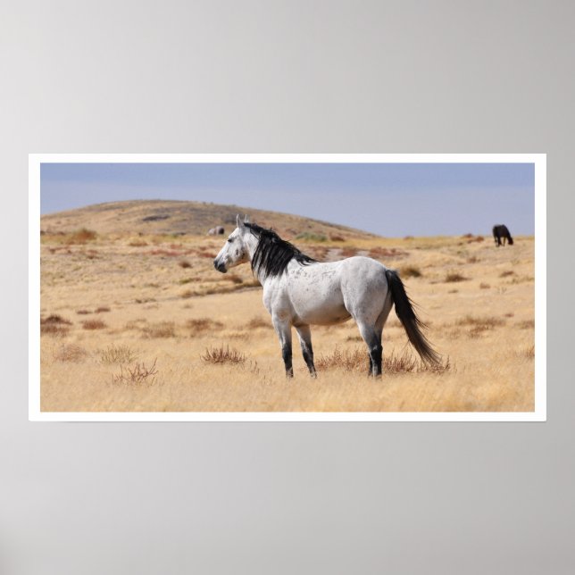 Wild Grey Horse, Utah Poster (Front)