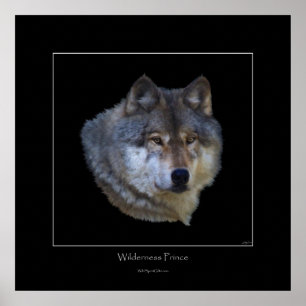 Wild Grey Wolf Art Poster