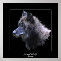 Wild Grey Wolf Wildlife Art Poster