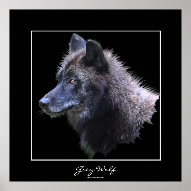 Wild Grey Wolf Wildlife Art Poster (Front)