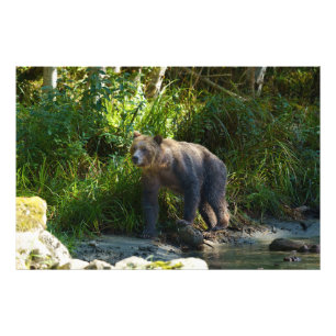 Wild Grizzly At Bute Inlet Photo Print