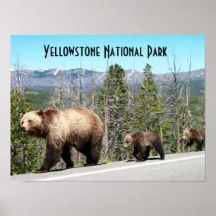 Wild Grizzly Bear Mama and Cubs in Yellowstone Poster