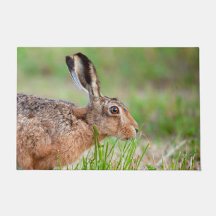 Wild hare close up eating grass in UK Doormat