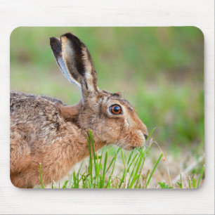 Wild hare close up eating grass in UK Mouse Mat
