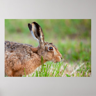 Wild hare close up eating grass in UK Poster