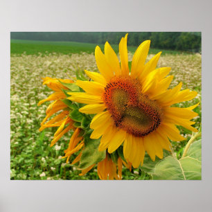 Wild Heart ,Sunflowers,Prints Poster