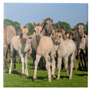 Wild Herd Grullo Colour Dulmen Horses Foals Photo  Tile