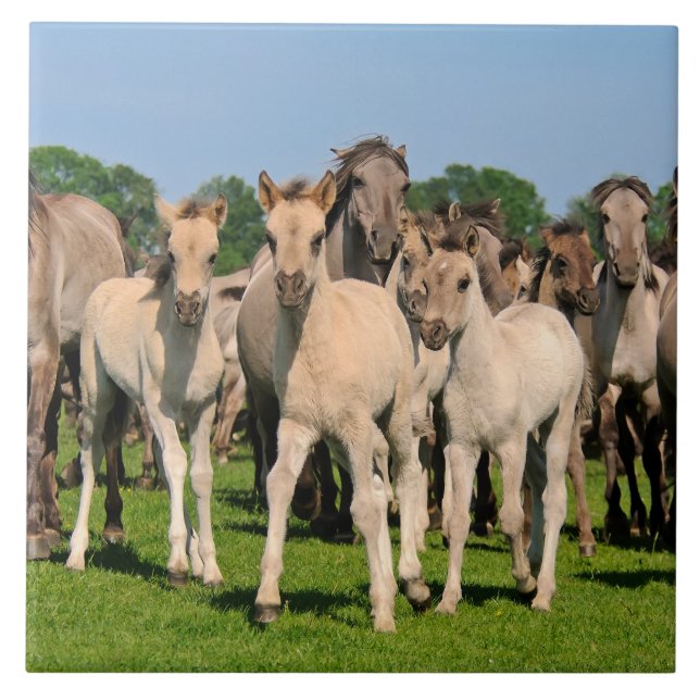 Wild Herd Grullo Colour Dulmen Horses Foals Photo  Tile (Front)