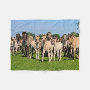 Wild Herd Grullo Coloured Dulmen Horses Foals - Fleece Blanket
