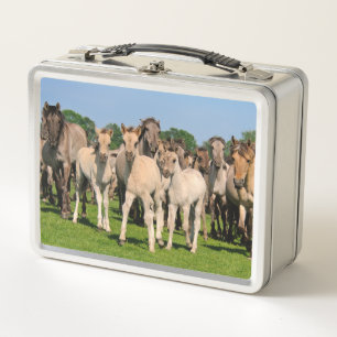 Wild Herd Grullo Coloured Dulmen Horses Foals Phot Metal Lunch Box
