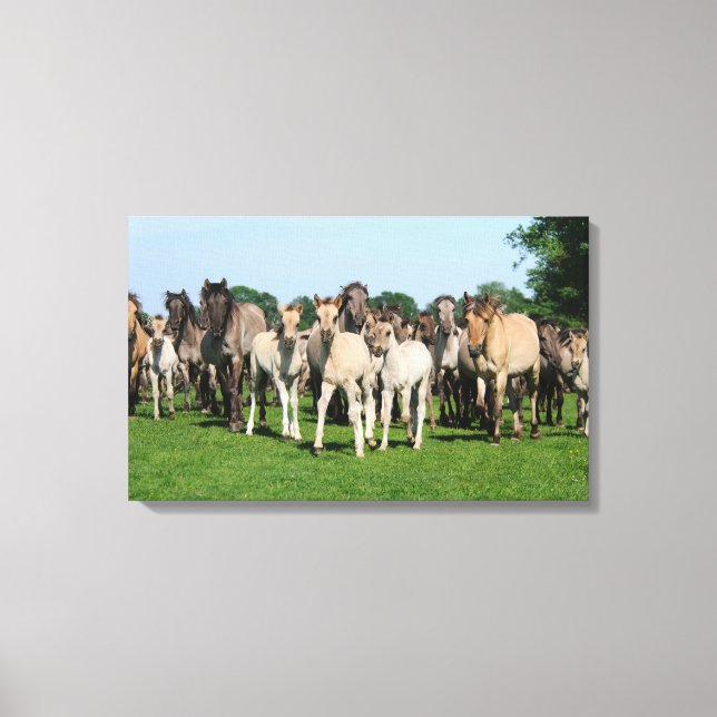 Wild herd of Duelmen Ponies with foals. Canvas Print (Front)