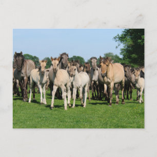 Wild herd of Duelmen Ponies with foals. Postcard