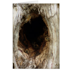 Wild Honey Bees in a Hollow Tree