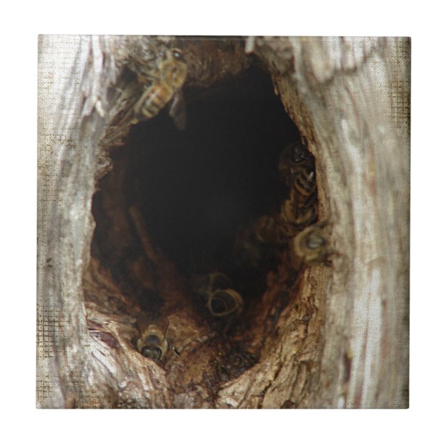 Wild Honey Bees in a Hollow Tree Tile (Front)