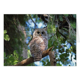 Wild Hoot Owl Staring in Forest