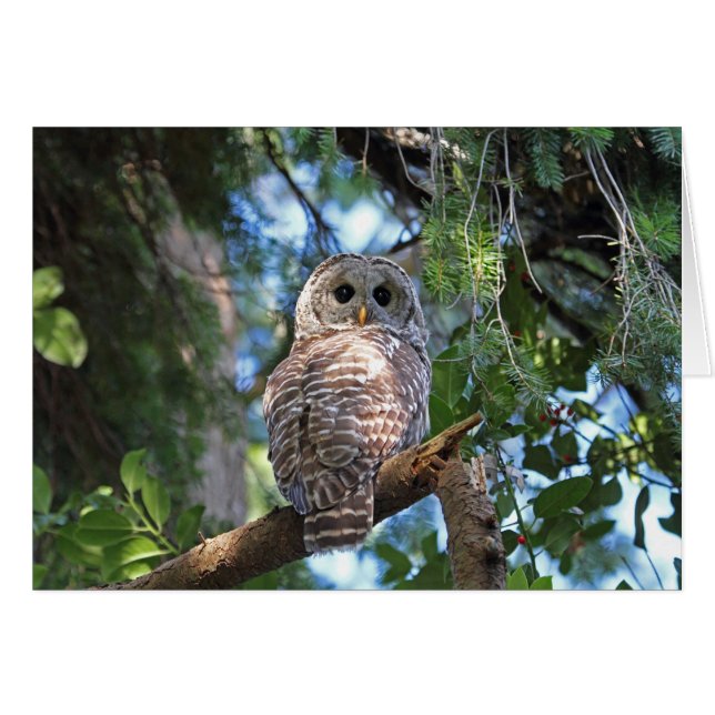 Wild Hoot Owl Staring in Forest (Front Horizontal)