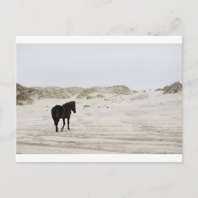 wild horse at Corolla Beach Postcard (Front)
