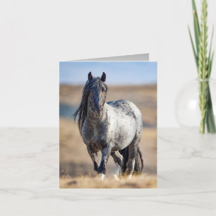 Wild Horse Blue Zeus Comes Close Greeting Card