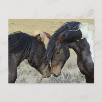 Wild horse couple postcard