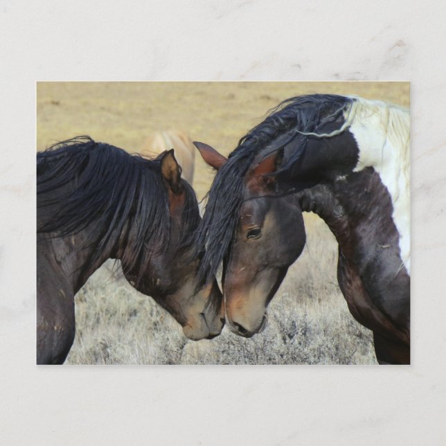 Wild horse couple postcard (Front)