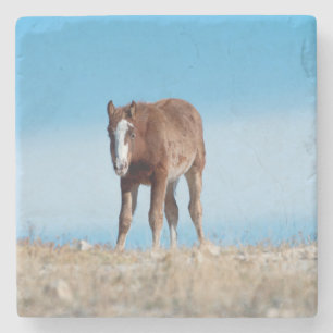 Wild Horse Foal Stone Coaster