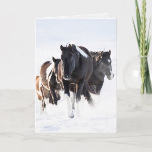 Wild Horse Greeting Card