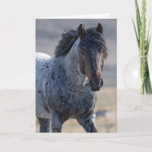 Wild Horse Greeting Card - Blue and His Family (Front)