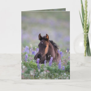 Wild Horse Greeting Card - Filly in the Lupine