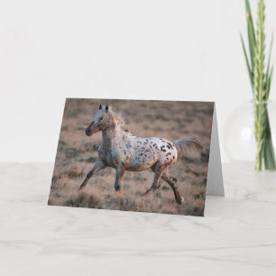 Wild Horse Greeting Card Looking Glass Trots