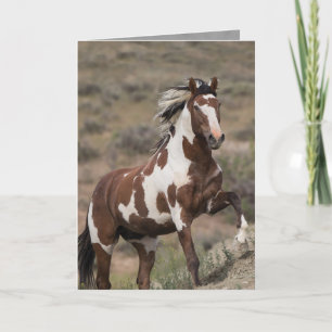 Wild Horse Greeting Card - Picasso Runs Up
