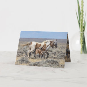 Wild Horse Greeting Card - Wild Pinto & Appaloosas