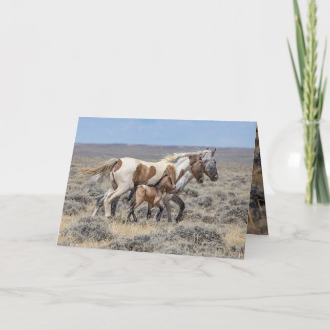 Wild Horse Greeting Card - Wild Pinto & Appaloosas (Front)