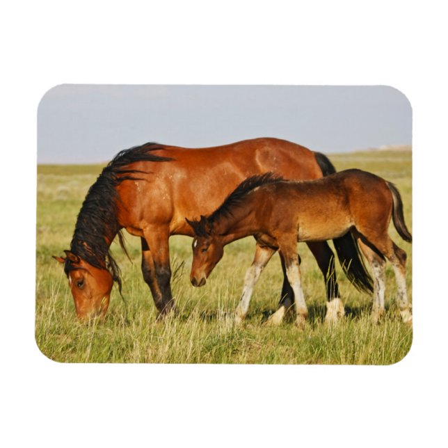 Wild Horse Mother and Colt Grazing Magnet (Horizontal)