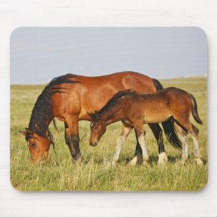 Wild Horse Mother and Colt Grazing Mouse Mat