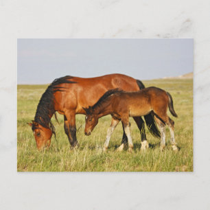 Wild Horse Mother and Colt Grazing Postcard