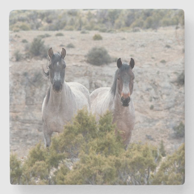 Wild Horse Mother and Son Stone Coaster (Front)
