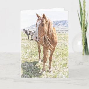 Wild Horse Mustang Greeting Card (blank inside)