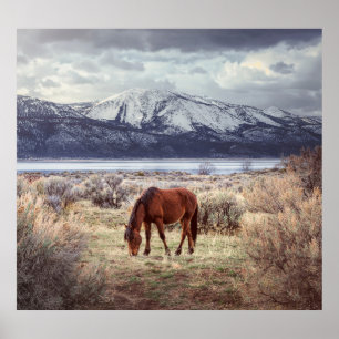 Wild horse: Nevada winter landscape. Poster