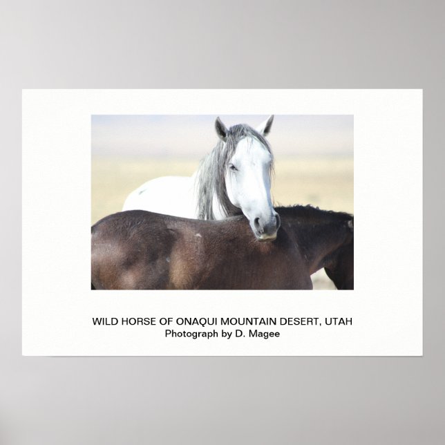 WILD HORSE OF THE ONAQUI MOUNTAINS, UTAH POSTER (Front)
