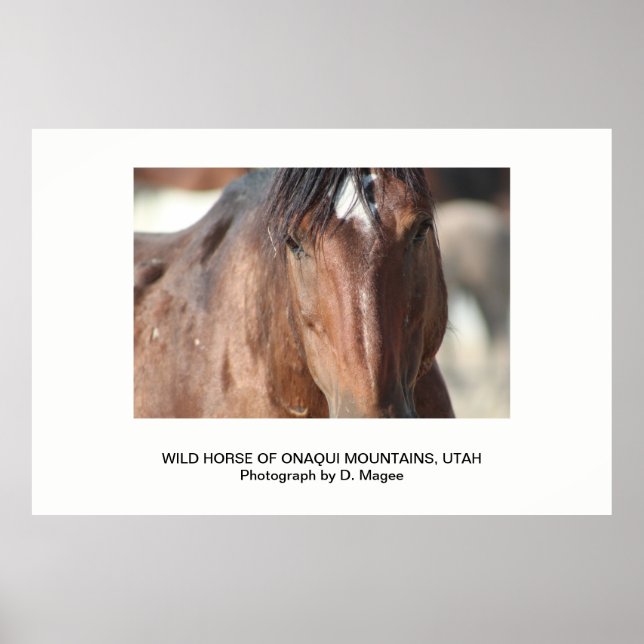 WILD HORSE OF THE ONAQUI MOUNTAINS, UTAH POSTER (Front)