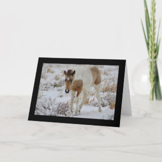 WILD HORSE OF UTAH FOAL ONAQUI GREETING CARD